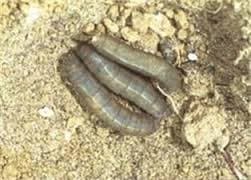 Nematoden gegen Larven, Raupen und Pflanzenschädlinge im Garten.