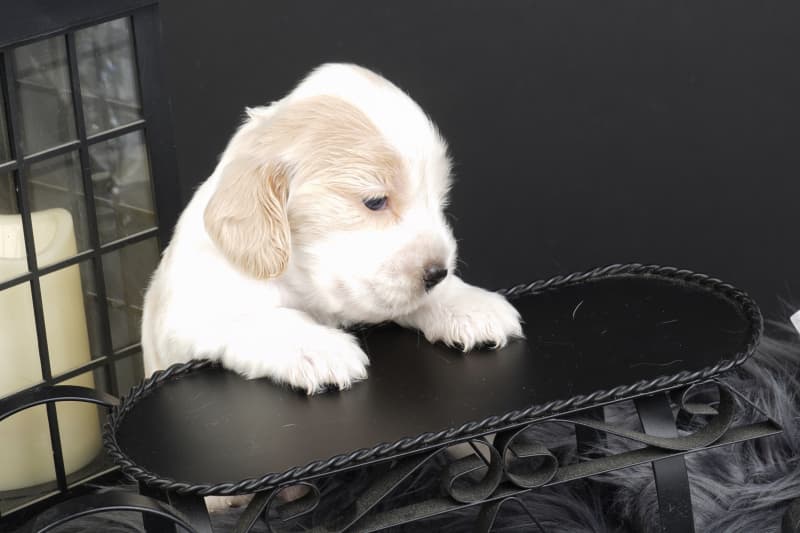 Englische Cockerspaniel suchen ein Zuhause