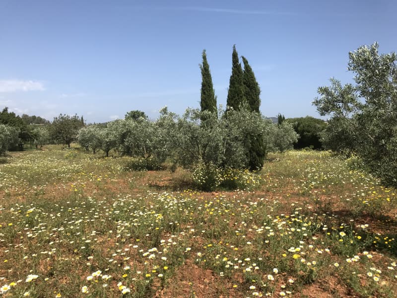 Mallorca, Nähe Portocristo: hübsche Casita zu vermieten