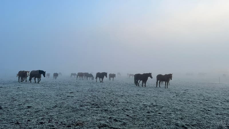 Offenstallplätze mit Weidegang