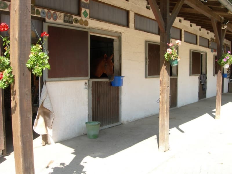 Freie Boxen auf dem Pferdedressurhof Teufental