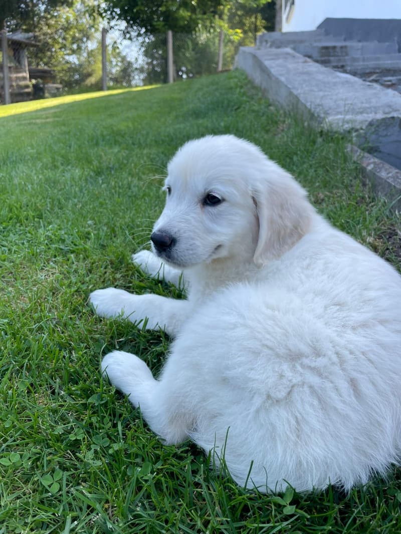 Wunderschöne Golden Retriever Welpen mit Stammbaum