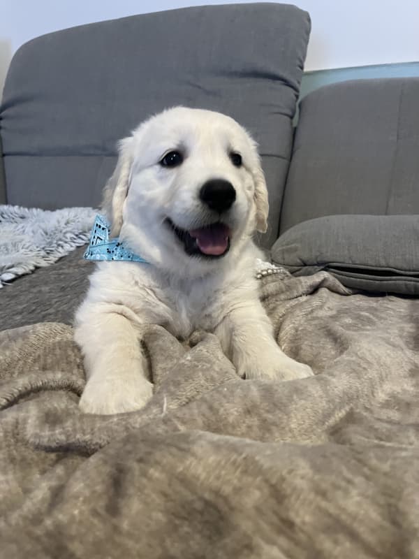 Wunderschöne Golden Retriever Welpen mit Stammbaum