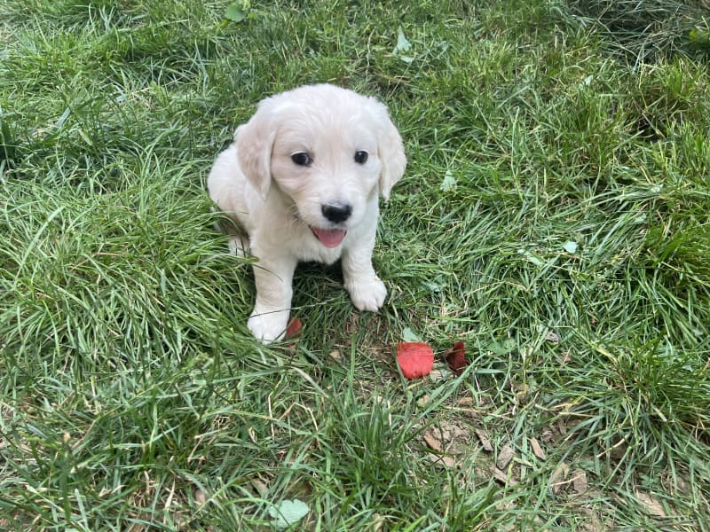 Wunderschöne Golden Retriever Welpen mit Stammbaum