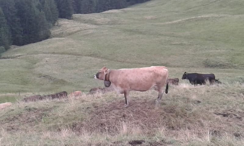 Hilfe auf Alp in Weggis Lu