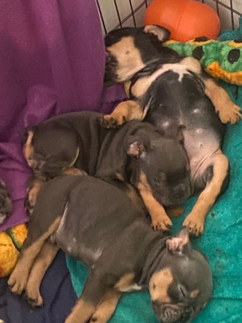 Englische Bulldoggen Welpen