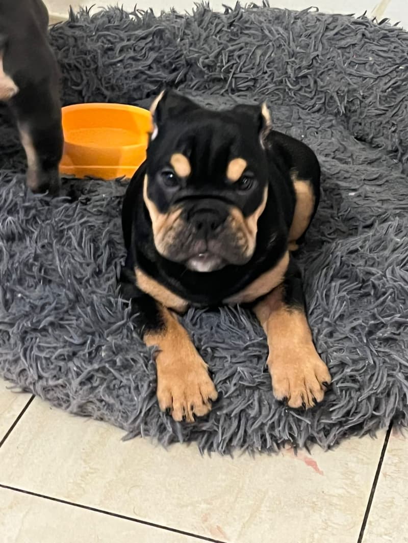 Englische Bulldoggen Welpen