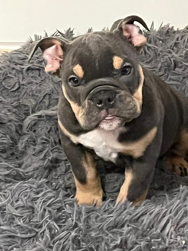 Englische Bulldoggen Welpen