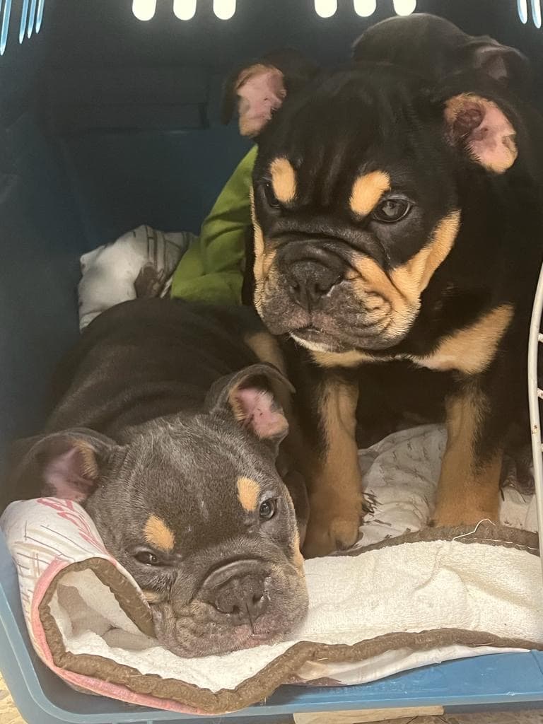 Englische Bulldoggen Welpen