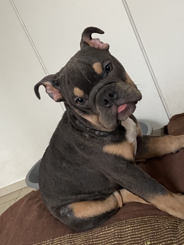 Englische Bulldoggen Welpen