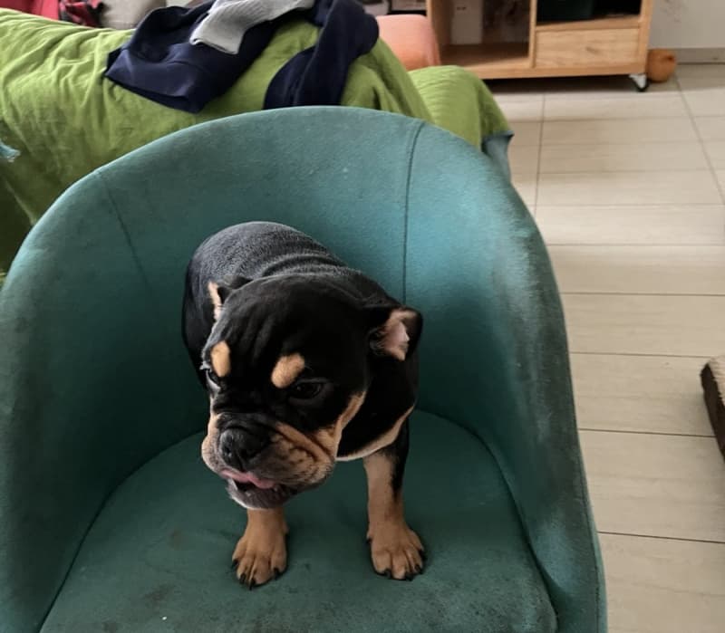 Englische Bulldoggen Welpen