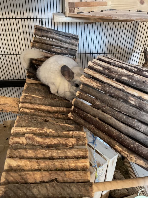 Zwei Chinchillas abzugeben sind geschwister