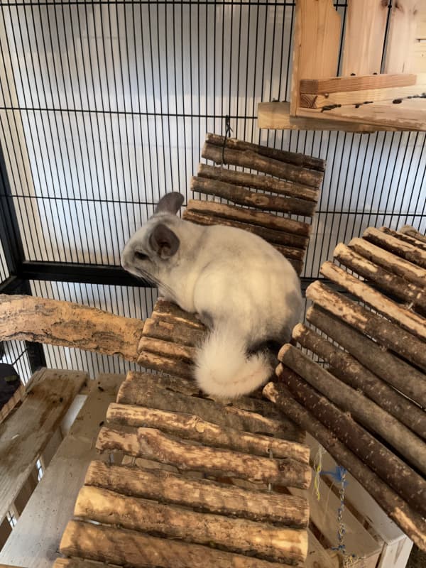 Zwei Chinchillas abzugeben sind geschwister