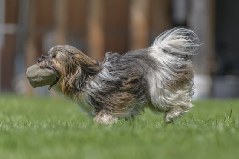 div. Hundekurse im Ausbildungszentrum Schöftland (mit Halle)
