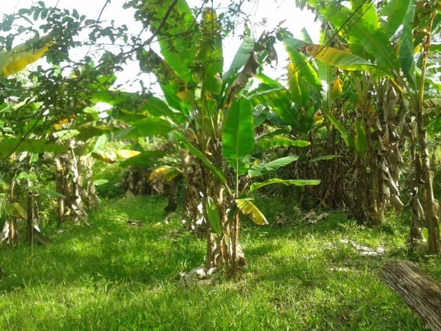 Brasilien 100 Ha grosse Tiefpreis-Früchtefarm mit kleinem See in