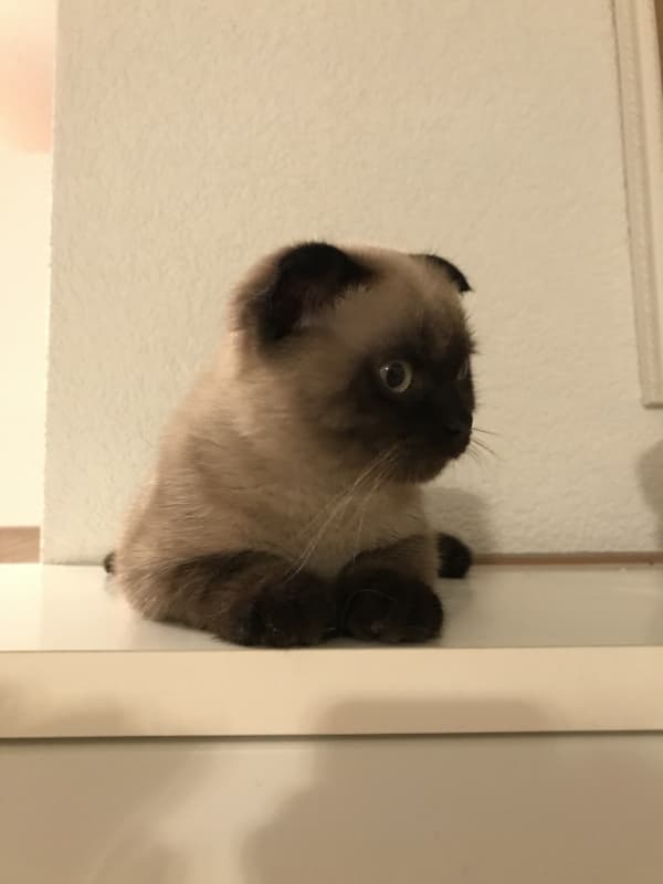Schöne zärtliche kleine Kater