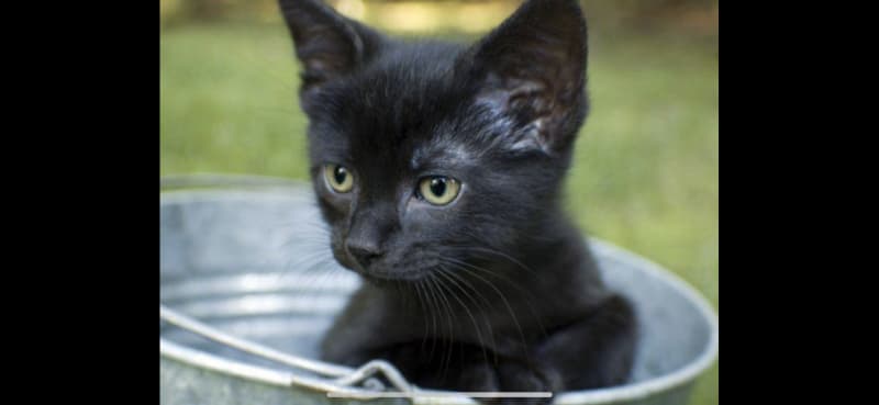 Kitten