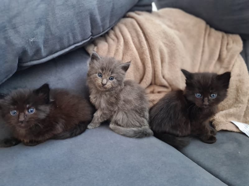 Maine Coon Kitten