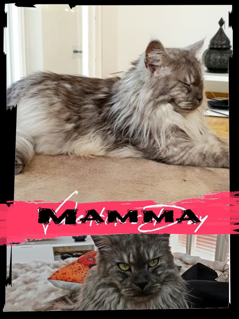 Maine Coon Kitten