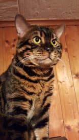 Bengal Kater kastriert