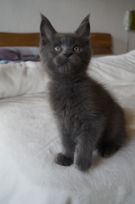 Maine Coon Jungster zu verkaufen