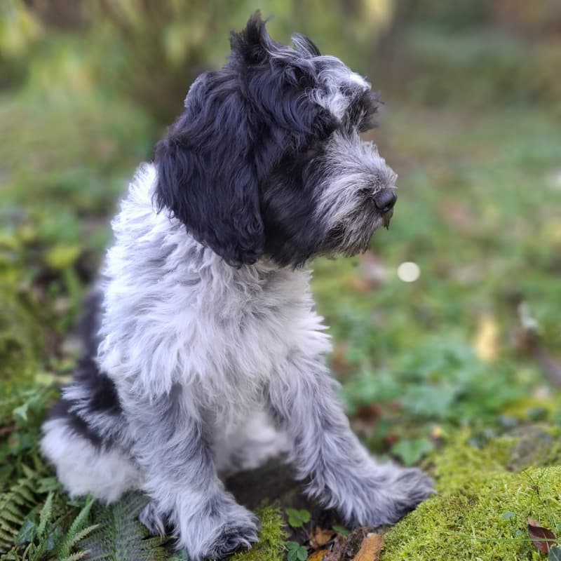 Schapendoes-Welpen (holl. Hirtenhund) suchen ihr Traum-Zuhause