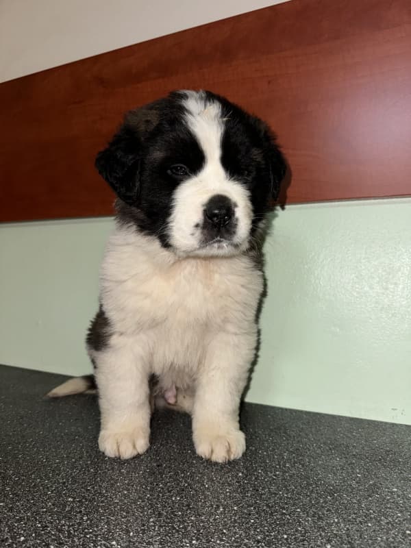 Welpe St.Bernhardshund