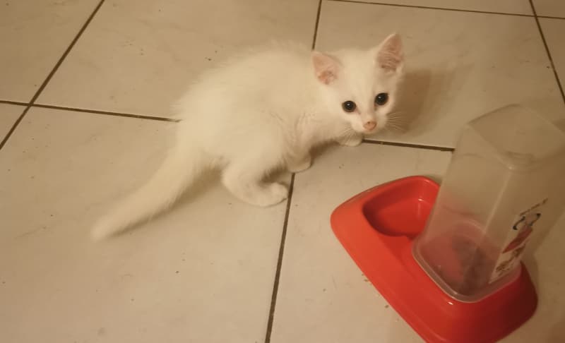 Türkisch Angoramix Kitten