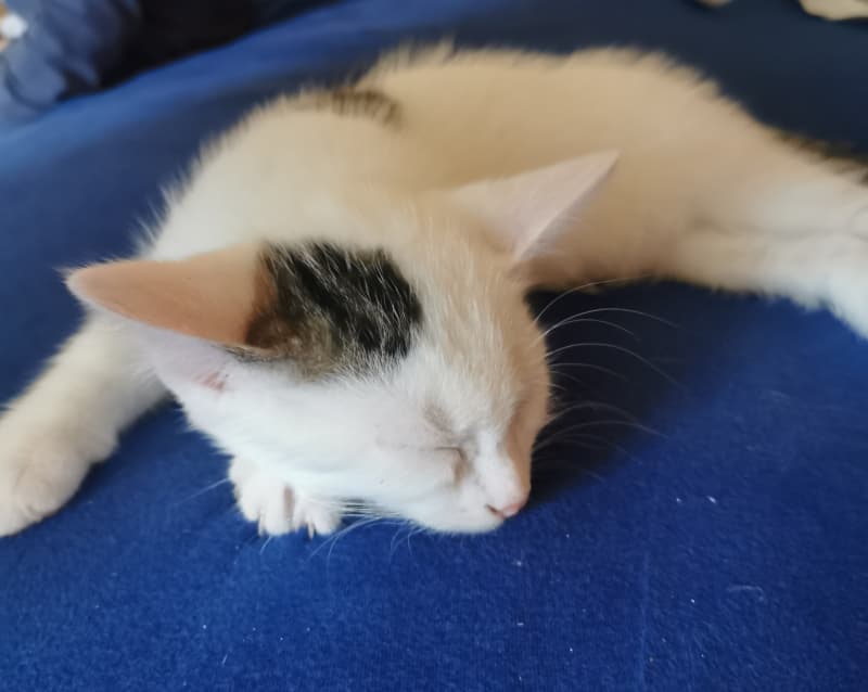 Türkisch Angoramix Kitten
