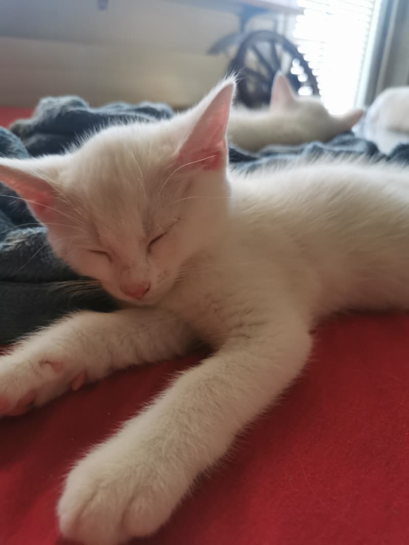 Türkisch Angoramix Kitten