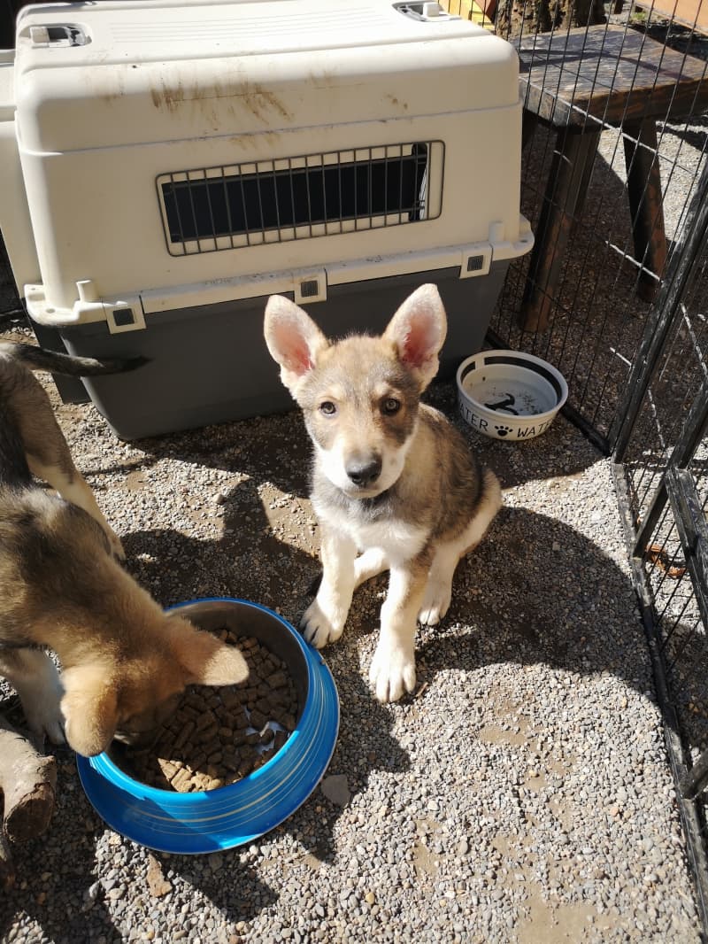 Wolfhund m/w