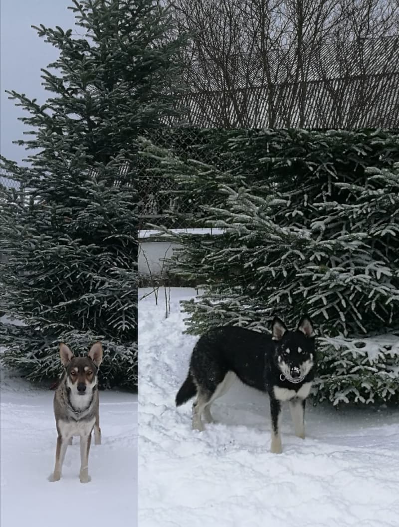Wolfhund m/w