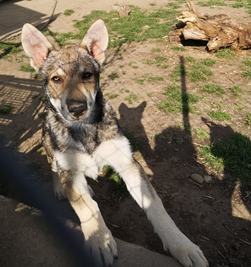 Wolfhund m/w