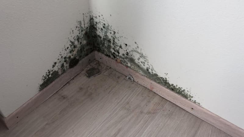 Schimmel und Schimmelpilz in der Wohnung. Schweiz.