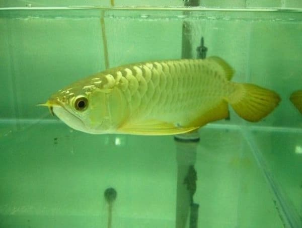 Qualität Arowana Fisch zu verkaufen