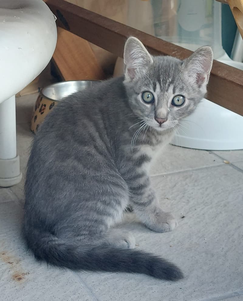 Rassenmix Katzen Schneebengal/ Waldkatze