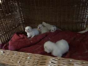 Heilige Birma Kitten (reinrassig)