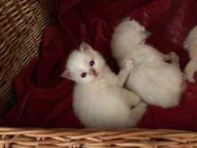 Heilige Birma Kitten (reinrassig)