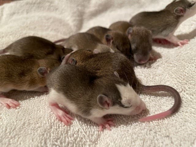 Farbratten-Babys