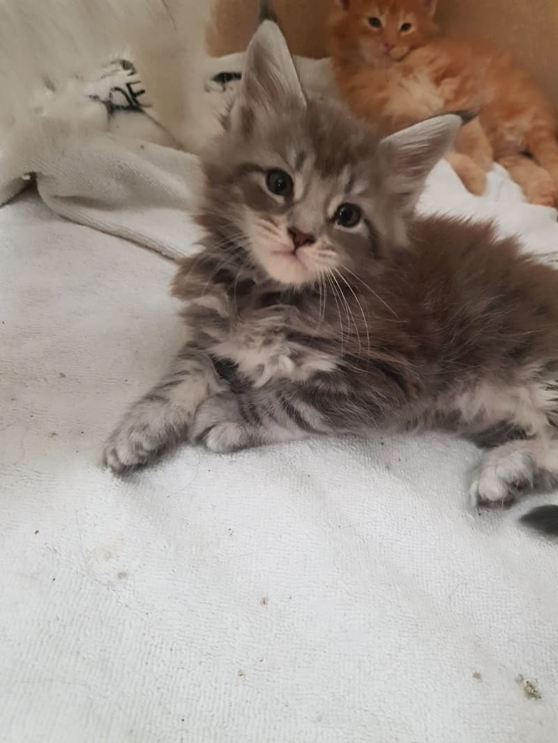 Maine Coons Kitten