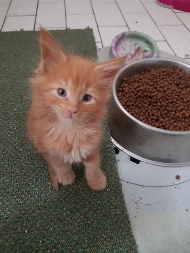 Maine Coons Kitten