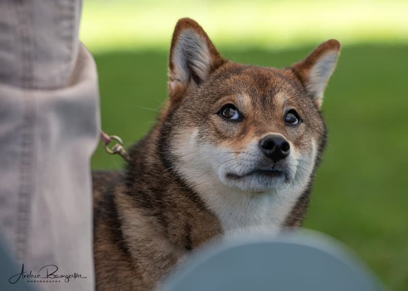 Fotoshooting mit ihrem Vierbeiner