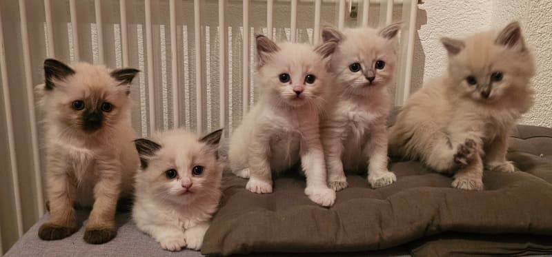 Heilige Birma Kitten suchen ein liebevolles Zuhause