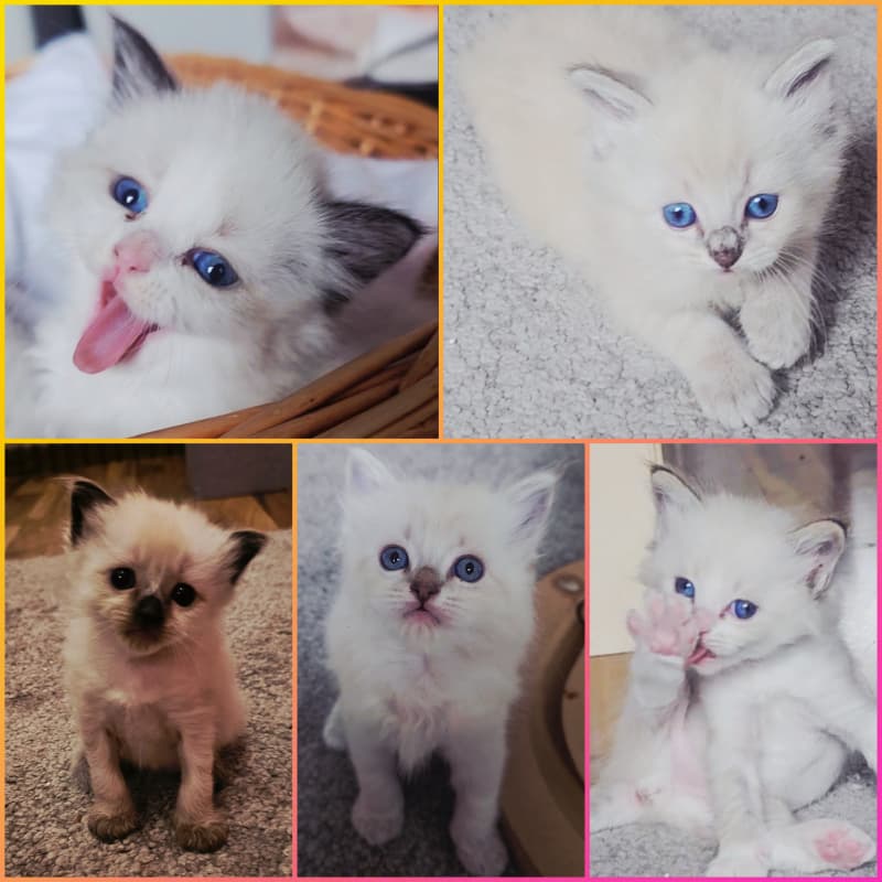 Heilige Birma Kitten suchen ein liebevolles Zuhause