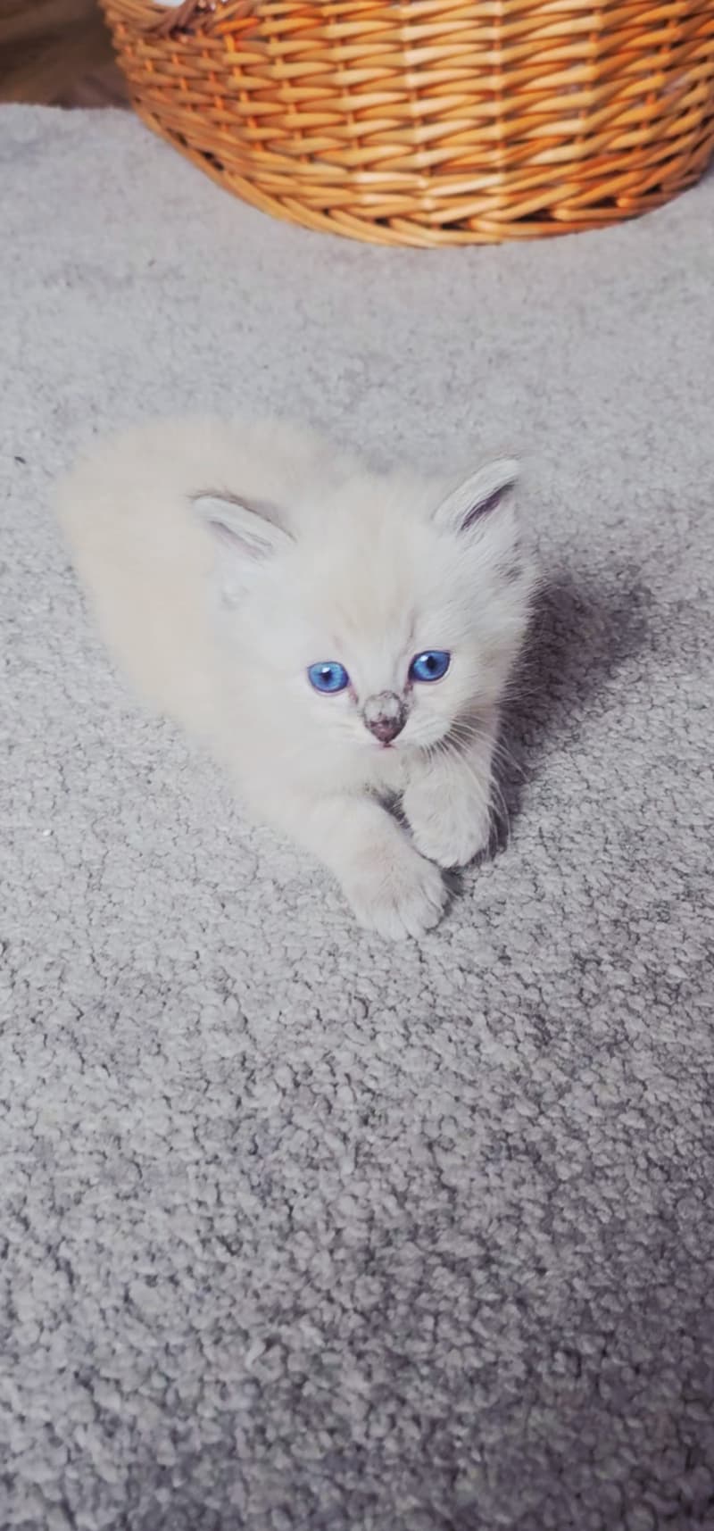 Heilige Birma Kitten suchen ein liebevolles Zuhause