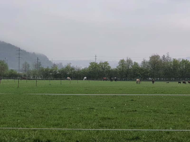 Freie Pferdeboxen