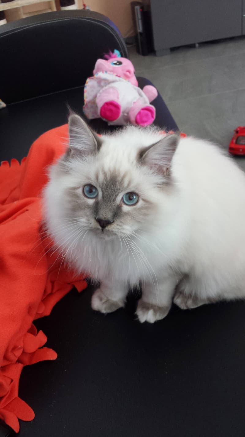 Heilliger Birma Deckkater