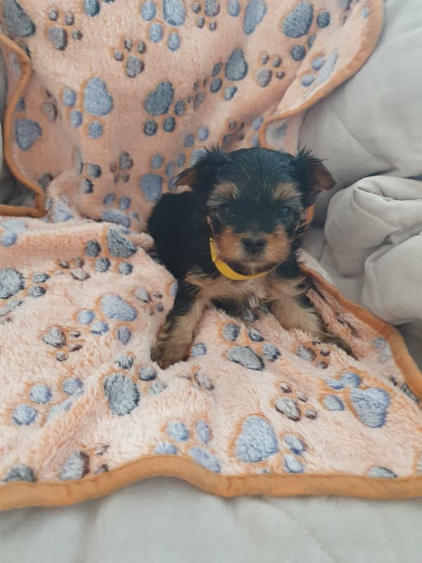 Mini Yorkshire Terrier