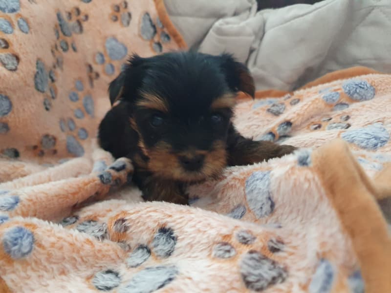 Mini Yorkshire Terrier