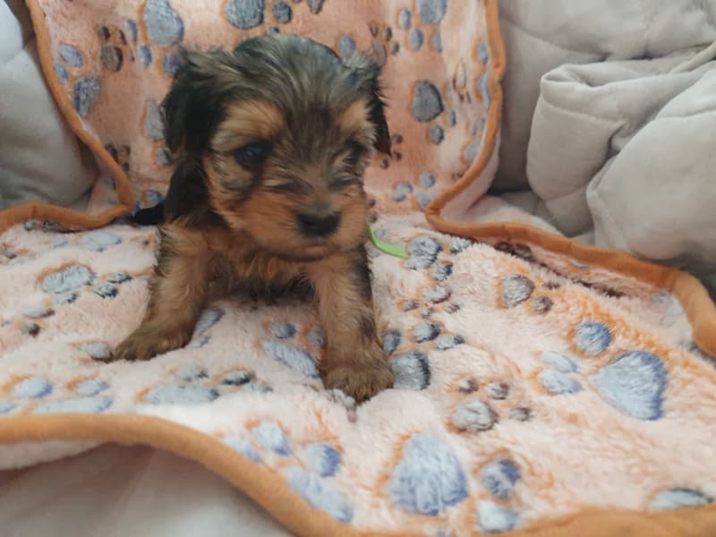 Mini Yorkshire Terrier